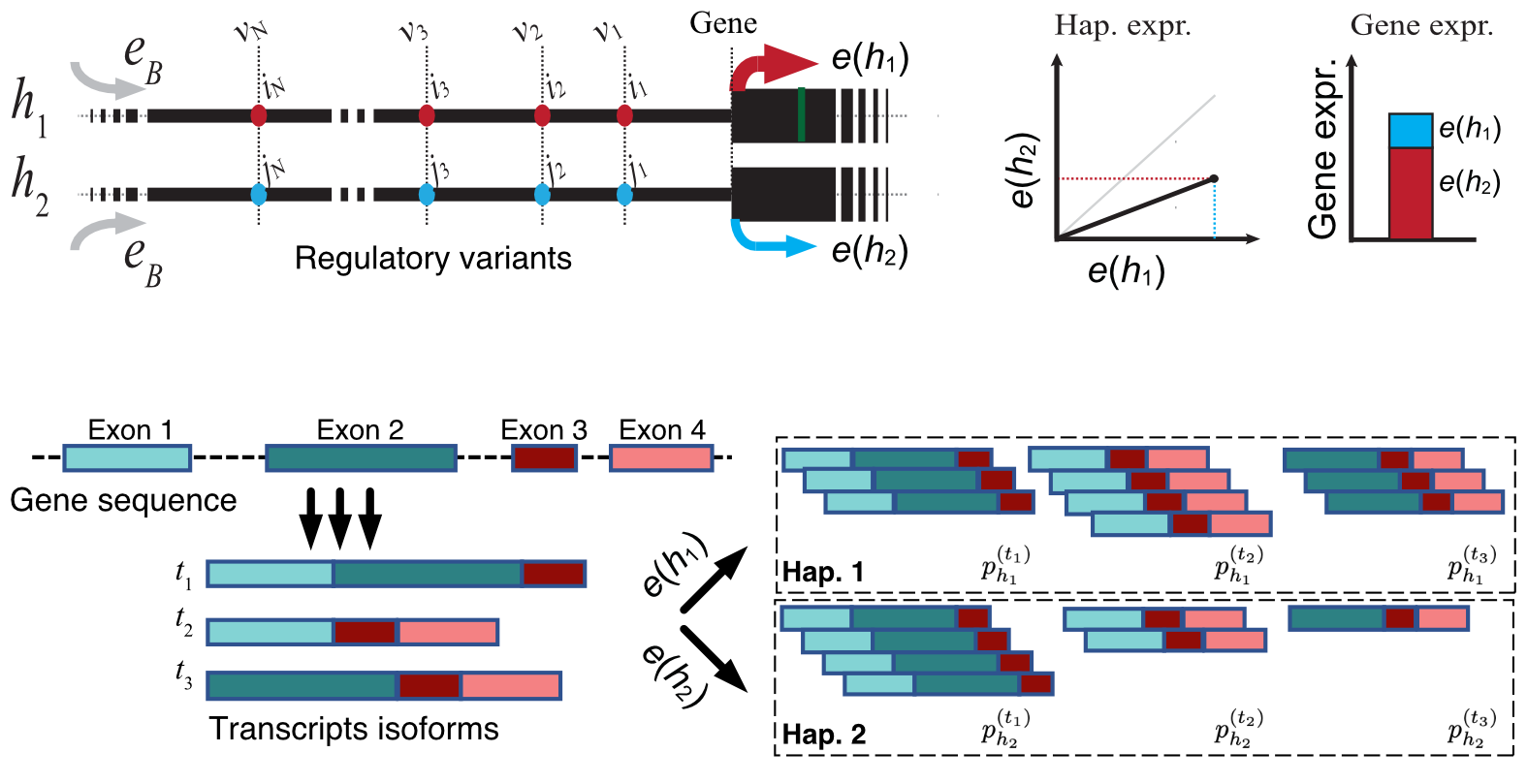 Allele-specific expression figure